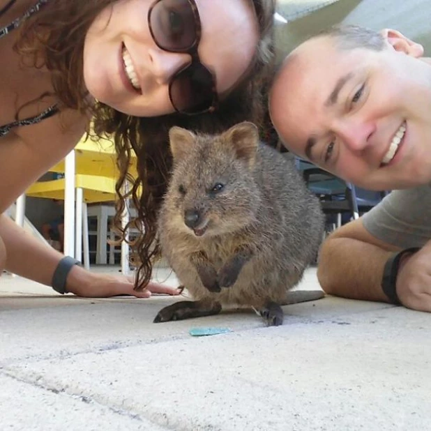 Quokka Selfie - новое интернет-увлечение австралийцев.