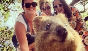 Quokka Selfie - новое интернет-увлечение австралийцев.