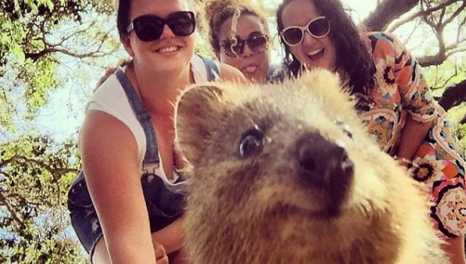 Quokka Selfie - новое интернет-увлечение австралийцев.