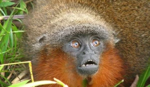 Прыгуны (род обезьян).