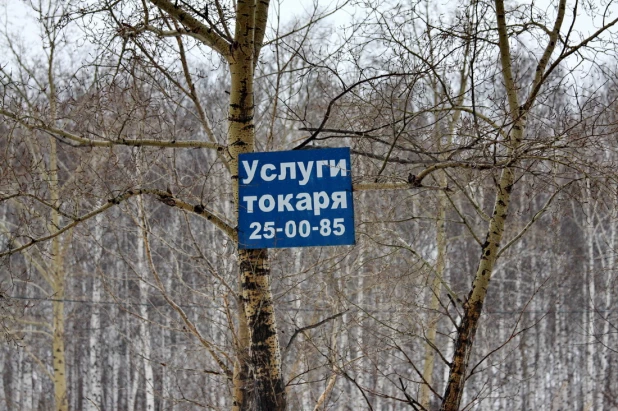 Чего только не встретишь на ветках барнаульских деревьев.