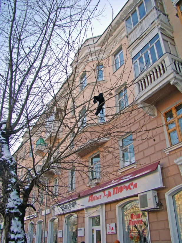 Чего только не встретишь на ветках барнаульских деревьев.