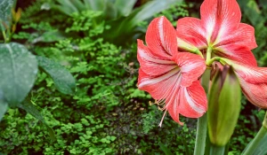 Цветы в краевом детском экологическом центре.