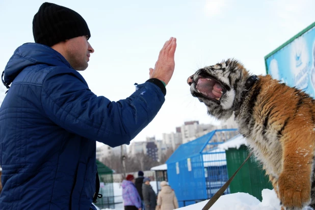 "Праздник мартовских котов" в парке "Лесная сказка".