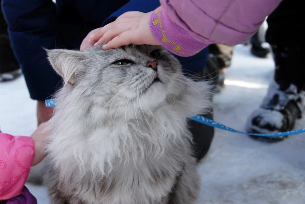 "Праздник мартовских котов" в парке "Лесная сказка".