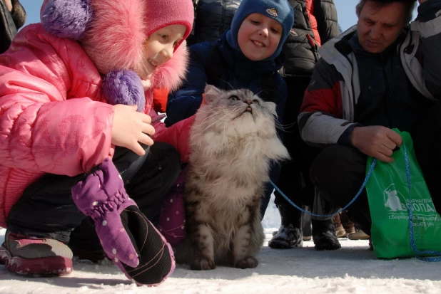 "Праздник мартовских котов" в парке "Лесная сказка".