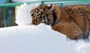 "Праздник мартовских котов" в парке "Лесная сказка".