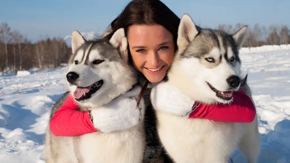 Сибирсике хаски.