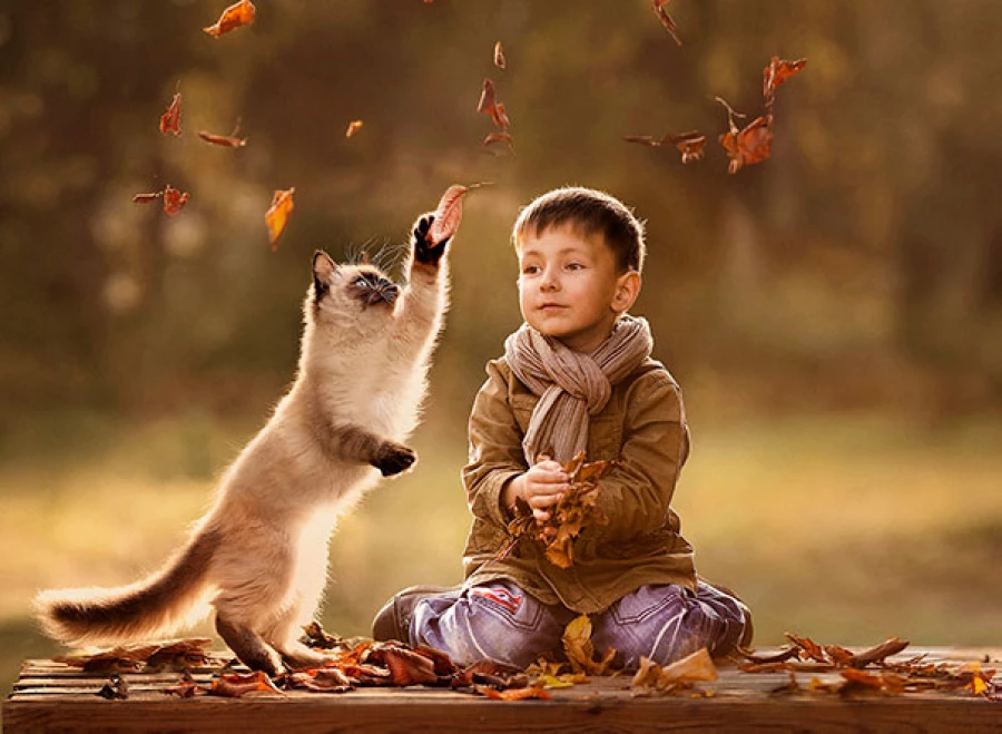 Дети и кошки - лучшее сочетание для интернетного фото. Дети и кошки - лучшее сочетание для интернетного фото.