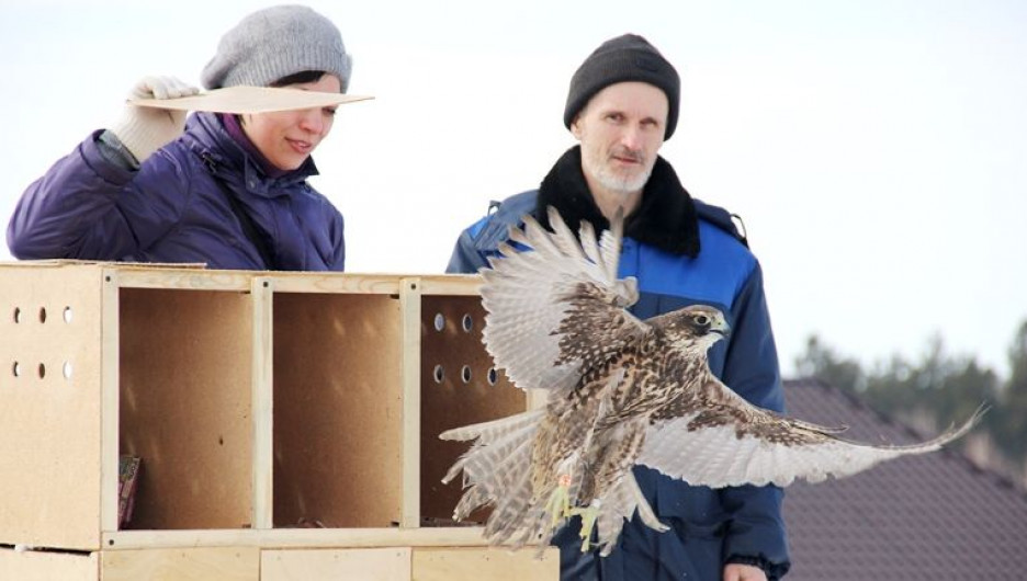 Питомник редких птиц АлтГУ спас от гибели 14 краснокнижных соколов.