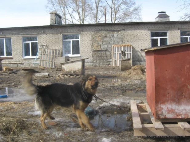 Талые воды подтапливают приют "Ласка".