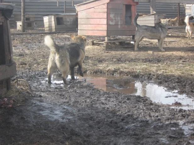 Талые воды подтапливают приют "Ласка".