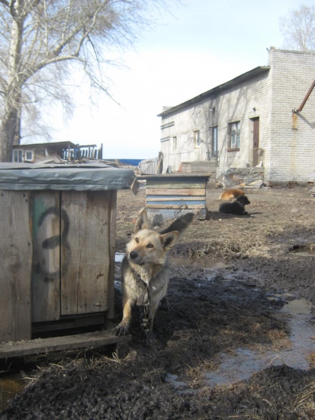 Талые воды подтапливают приют "Ласка".