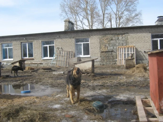 Талые воды подтапливают приют "Ласка".