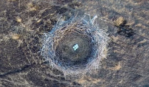 Гнездо дальневосточного аиста.