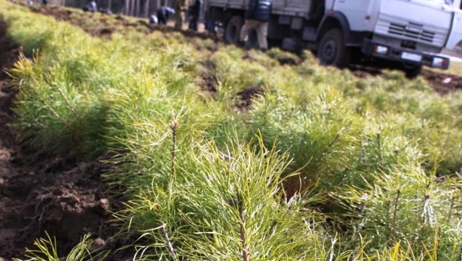 В Алтайском крае стартует национальный проект «Лес Победы».