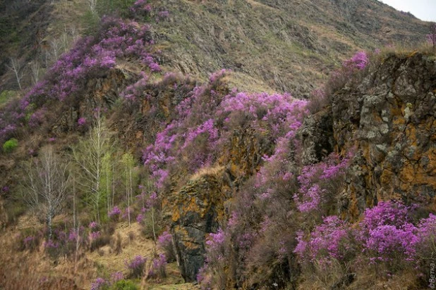 В горах Алтая зацвел маральник.