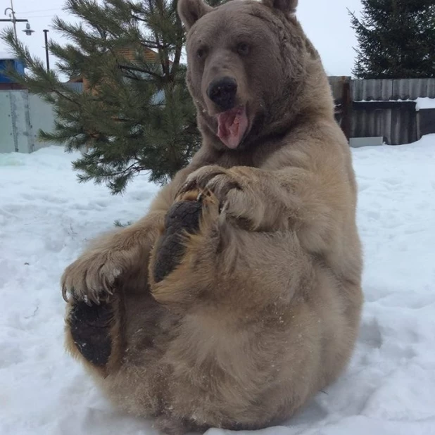 Русский домашний медведь. Домашний медведь.