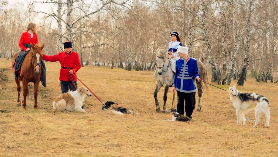Прими участие в настоящей псовой охоте на Алтае.
