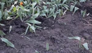 В Барнауле женщины "потрошили" городские клумбы.