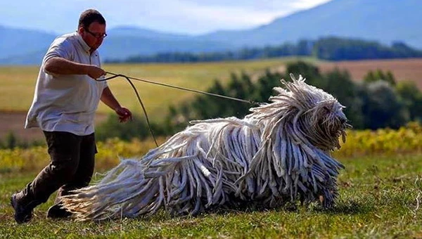 Кане-корсо — Википедия