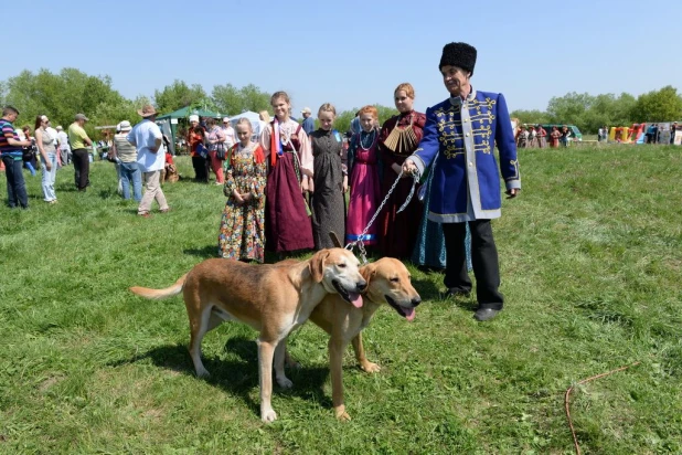 В Алтайском крае открыли царскую псовую охоту.