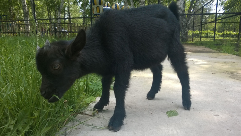 В Барнаульском зоопарке появился камерунский карликовый козлик