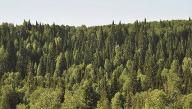 Салаирский кряж. Заказник "Залесовский". Черневая тайга.