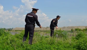 Алтайские полицейские борются с наркотическими средствами растительного происхождения.