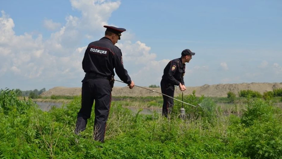 Алтайские полицейские борются с наркотическими средствами растительного происхождения.