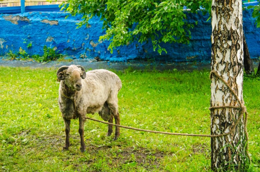 Сабантуй в Барнауле. 13 июня 2015 года.