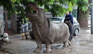 Наводнение в Грузии. Тбилиси, июнь 2015.