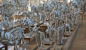 Скелеты. Вымирание видов.