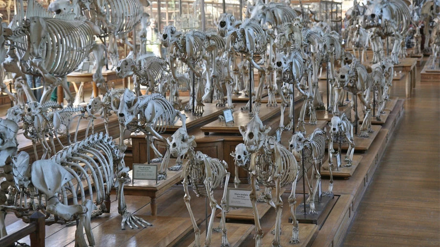 Скелеты. Вымирание видов.