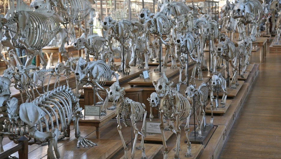 Скелеты. Вымирание видов.