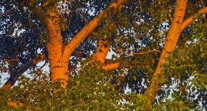 Тополя. Деревья.