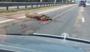 В Барнауле сбили лося. 30 июня 2015 года.