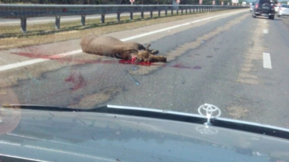 В Барнауле сбили лося. 30 июня 2015 года.