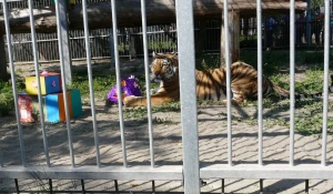 В "Лесной сказке" отметили день рождения тигрицы Багиры. 1 июня 2015 года.