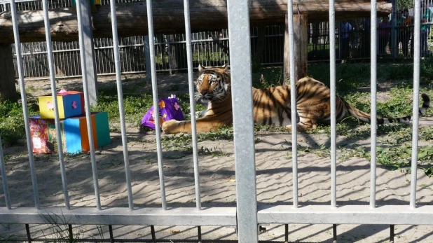 В "Лесной сказке" отметили день рождения тигрицы Багиры. 1 июня 2015 года.