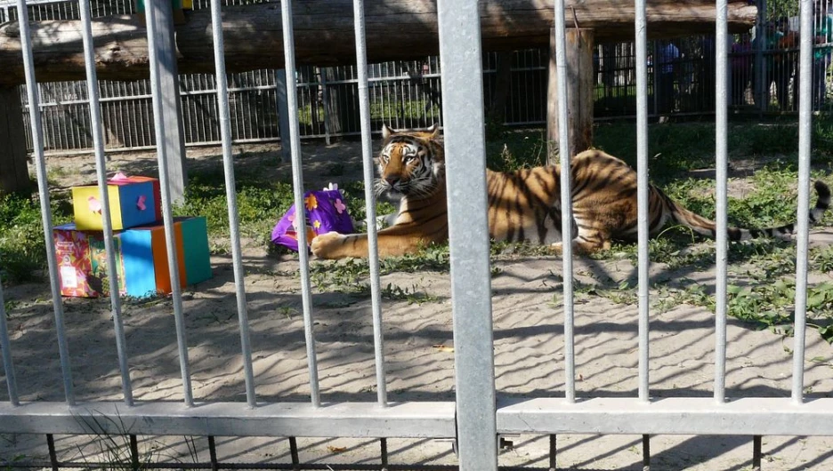 В "Лесной сказке" отметили день рождения тигрицы Багиры. 1 июня 2015 года.