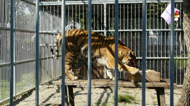 В "Лесной сказке" отметили день рождения тигрицы Багиры. 1 июня 2015 года.