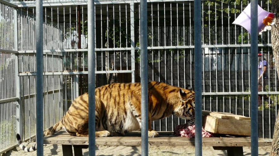 В &quot;Лесной сказке&quot; отметили день рождения тигрицы Багиры. 1 июня 2015 года.