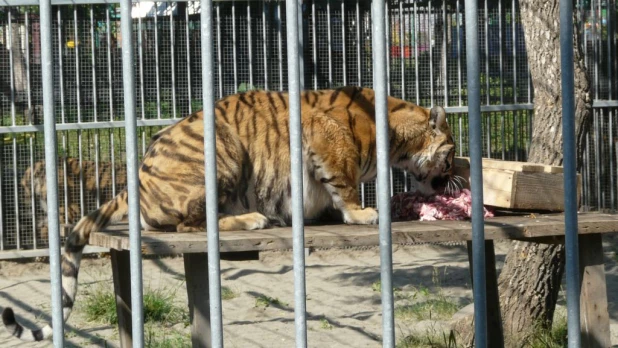 В "Лесной сказке" отметили день рождения тигрицы Багиры. 1 июня 2015 года.