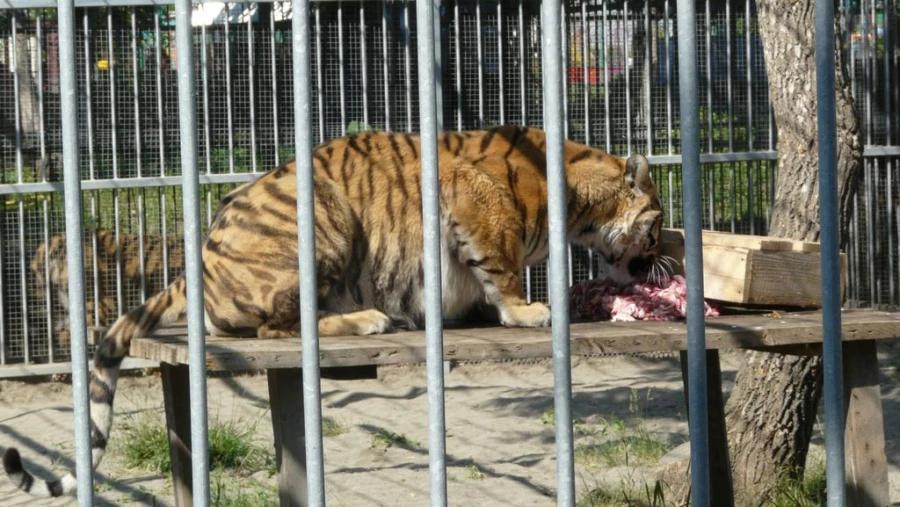 В &quot;Лесной сказке&quot; отметили день рождения тигрицы Багиры. 1 июня 2015 года.