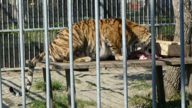 В "Лесной сказке" отметили день рождения тигрицы Багиры. 1 июня 2015 года.