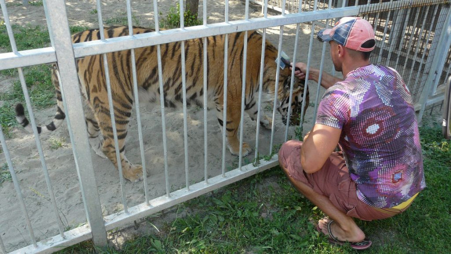 В &quot;Лесной сказке&quot; отметили день рождения тигрицы Багиры. 1 июня 2015 года.