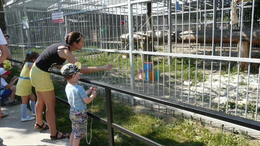 В &quot;Лесной сказке&quot; отметили день рождения тигрицы Багиры. 1 июня 2015 года.