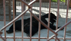 Животные барнаульского зоопарка в жару. 1 июля 2015 года.