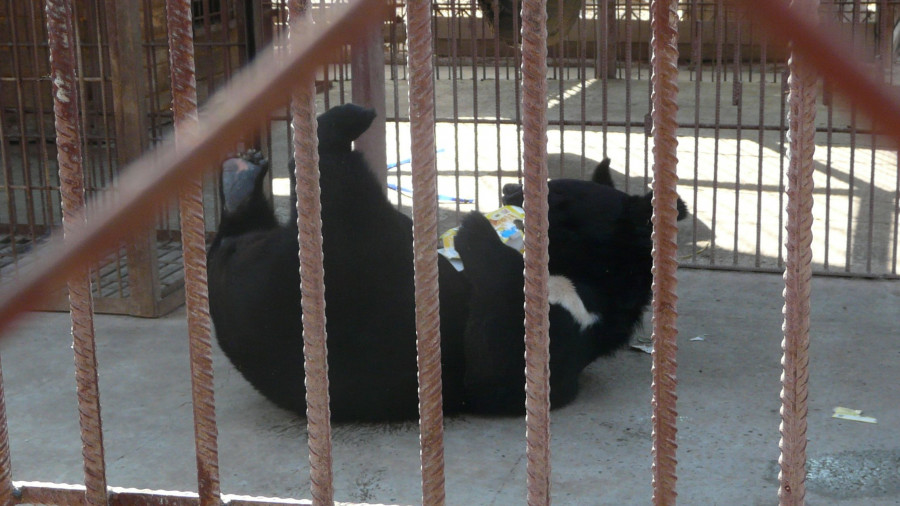 Животные барнаульского зоопарка в жару. 1 июля 2015 года.